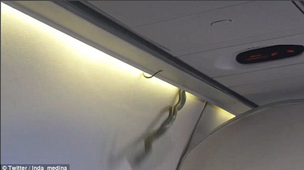 Βίντεο: Πανικός σε αεροπλάνο - Φίδι πέφτει από την οροφή πάνω στους επιβάτες